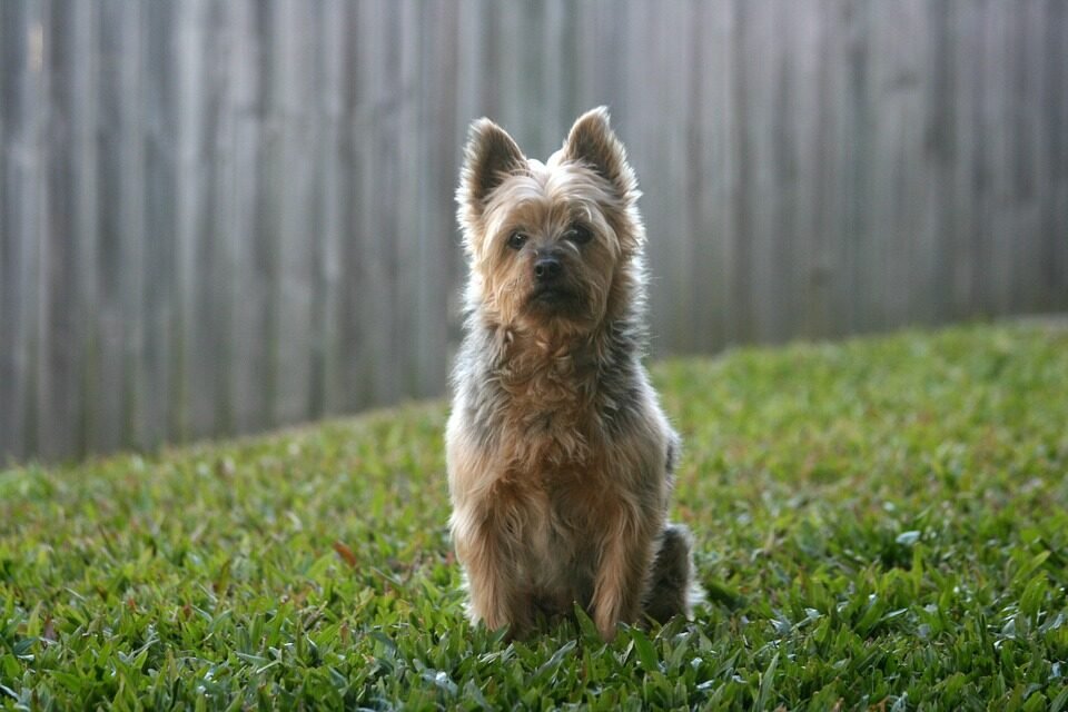 australian-terrier-5147456